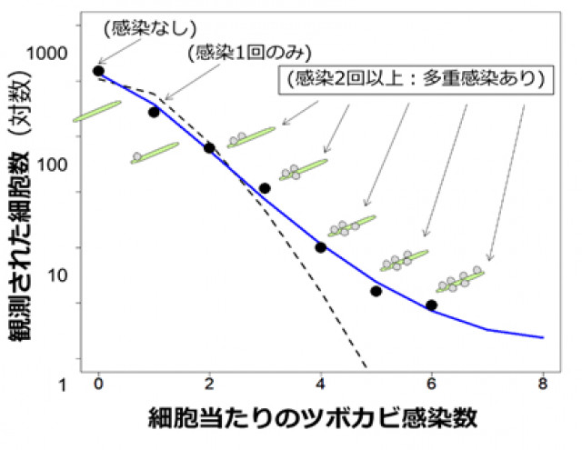 ツボカビに狙い撃ちされる植物プランクトン -集中的多重感染- 先端理工学部 三木健教授らの論文が“Aquatic Microbial Ecology”に掲載【研究部・先端理工学部】~植物プランクトンへのツボカビ寄生における集中的感染パターンの解明~