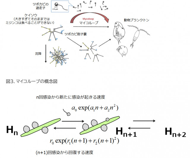 ツボカビに狙い撃ちされる植物プランクトン -集中的多重感染- 先端理工学部 三木健教授らの論文が“Aquatic Microbial Ecology”に掲載【研究部・先端理工学部】~植物プランクトンへのツボカビ寄生における集中的感染パターンの解明~