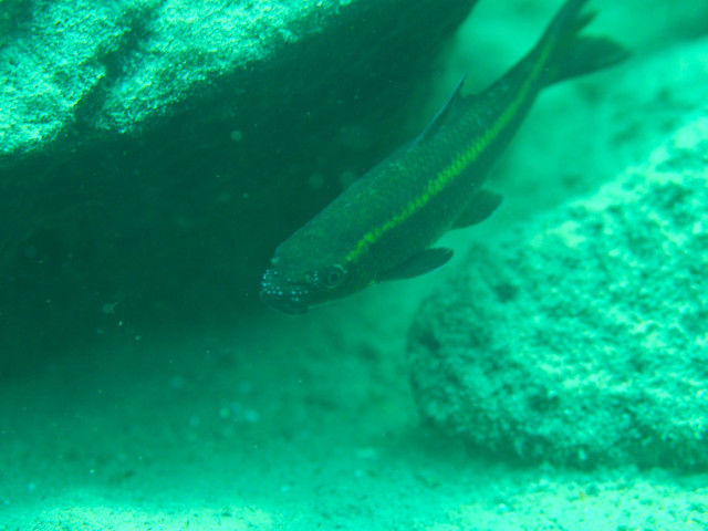 追星(コイ科魚類の恋のシンボル?)を食べる珍しい魚を発見しました!